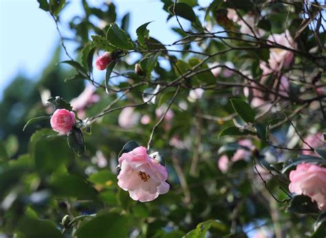 銀杏有花嗎|陽明山秋冬三原色 銀杏、楓葉、茶梅共繪美景 